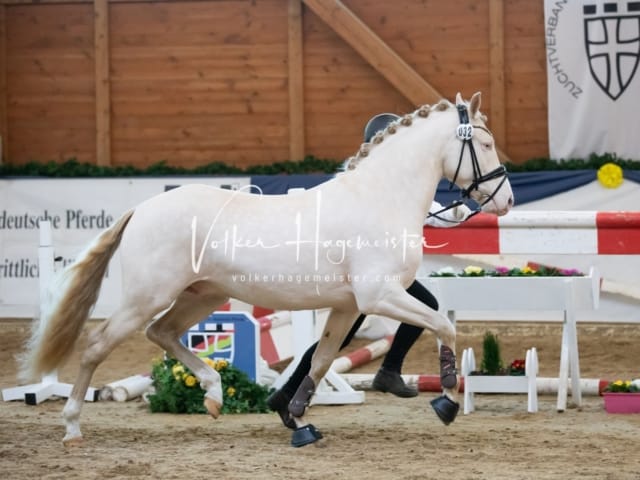 ZfdP Körung Sonntag 4