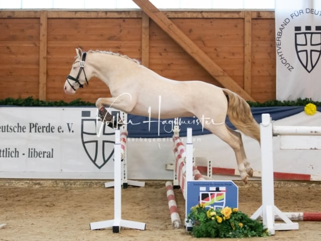 ZfdP Körung Sonntag 5