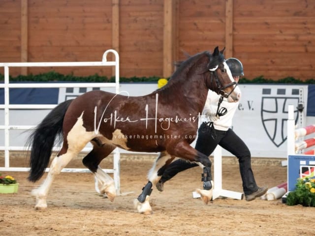 ZfdP Körung Sonntag 6