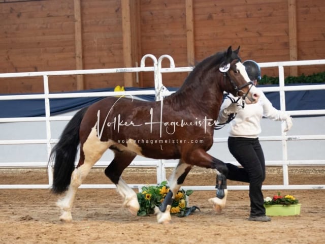 ZfdP Körung Sonntag 8