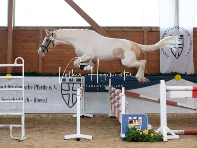 ZfdP Körung Sonntag 9