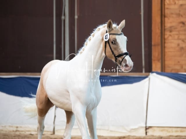 ZfdP Körung Sonntag 10