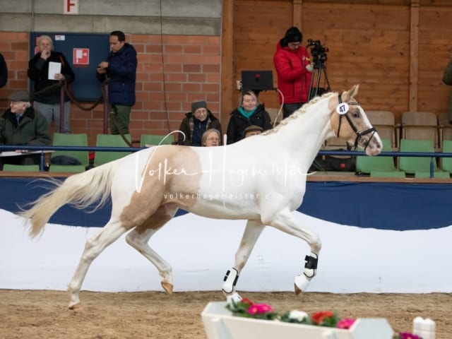 ZfdP Körung Sonntag 11