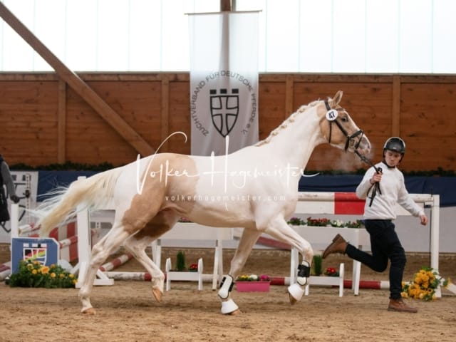 ZfdP Körung Sonntag 12