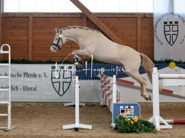 ZfdP Körung Sonntag 15