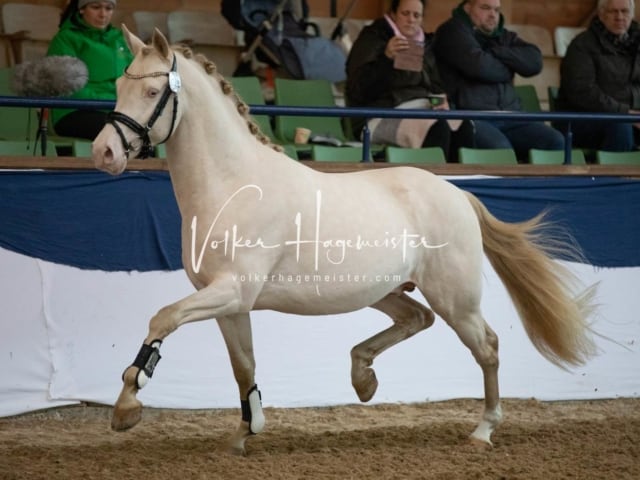 ZfdP Körung Sonntag 16