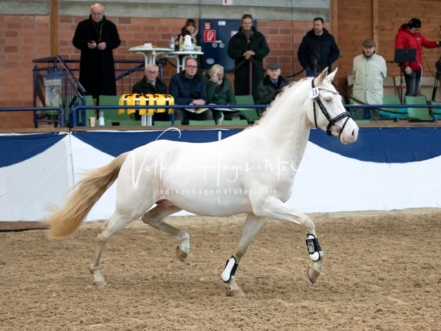 ZfdP Körung Sonntag 17