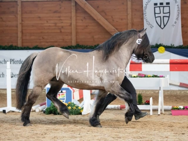 ZfdP Körung Sonntag 25