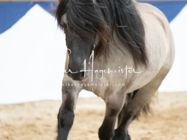 ZfdP Körung Sonntag 26