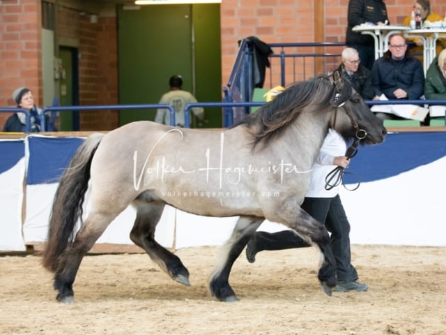 ZfdP Körung Sonntag 30