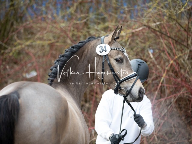 ZfdP Körung Sonntag 3