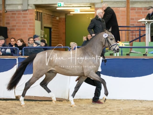 ZfdP Körung Sonntag 4