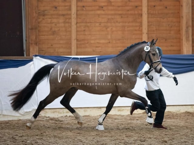 ZfdP Körung Sonntag 5