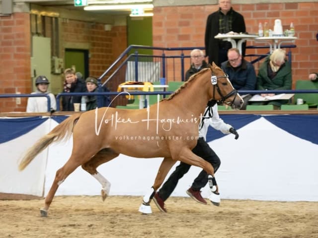 ZfdP Körung Sonntag 7