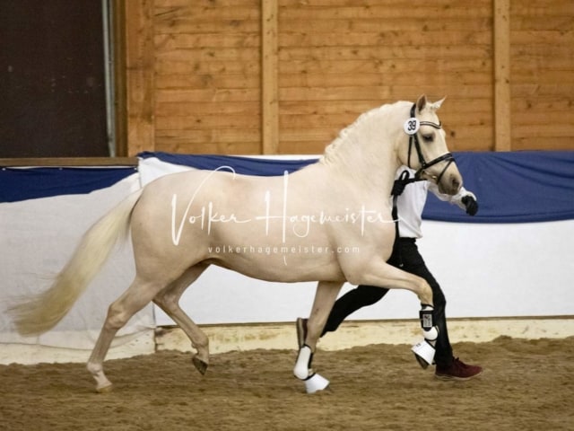 ZfdP Körung Sonntag 8