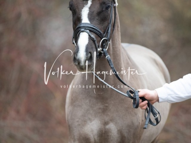 ZfdP Körung Sonntag 11