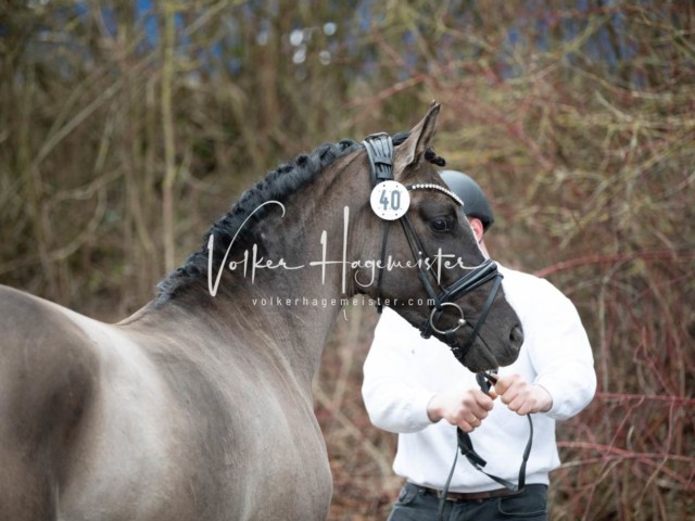 ZfdP Körung Sonntag 12