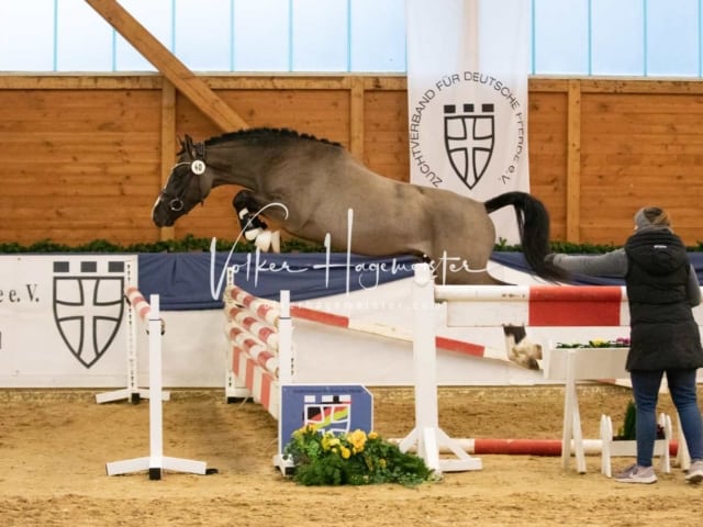 ZfdP Körung Sonntag 13