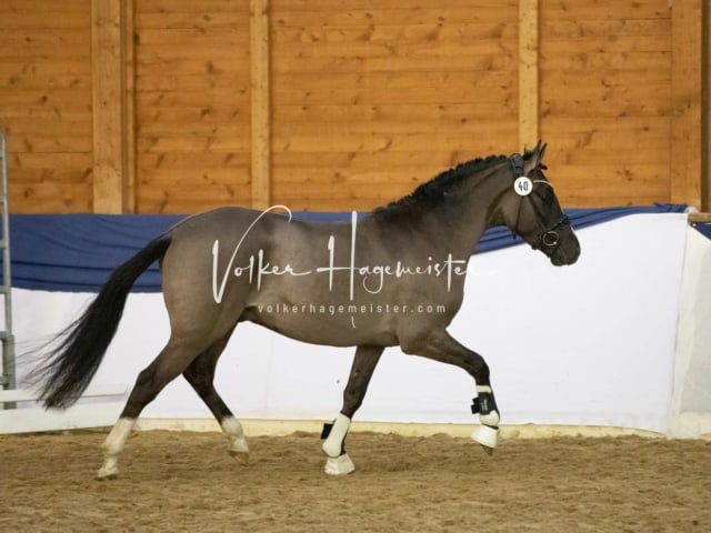 ZfdP Körung Sonntag 14