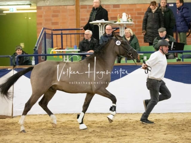 ZfdP Körung Sonntag 15