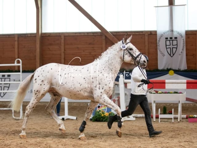 ZfdP Körung Sonntag 16
