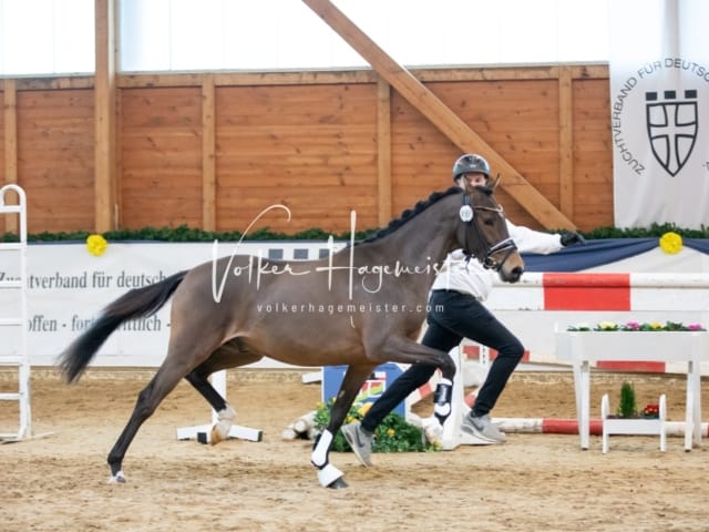 ZfdP Körung Sonntag 19