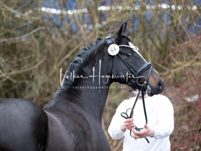 ZfdP Körung Sonntag 21