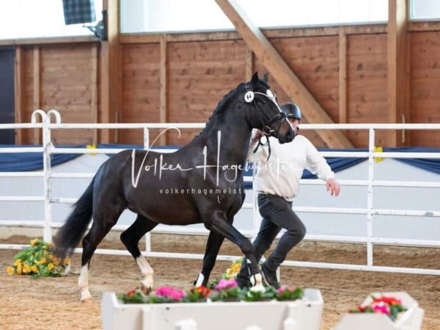 ZfdP Körung Sonntag 22