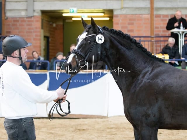 ZfdP Körung Sonntag 23