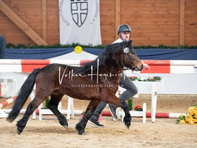 ZfdP Körung Sonntag 25