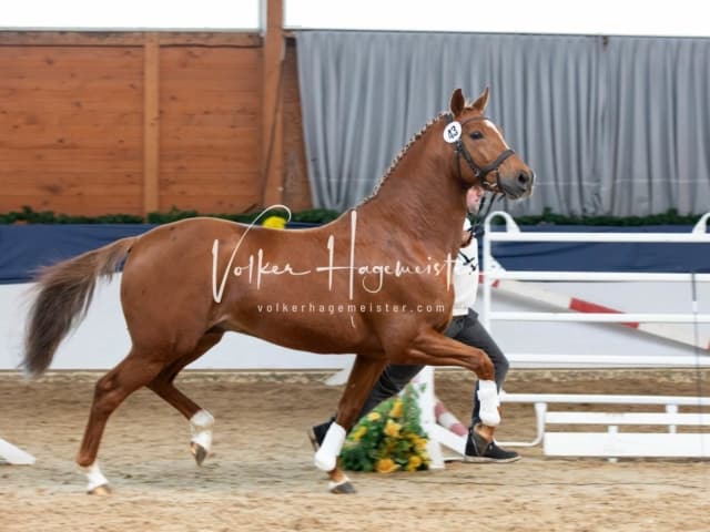 ZfdP Körung Sonntag 26