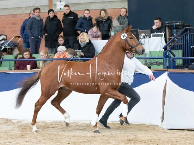 ZfdP Körung Sonntag 27