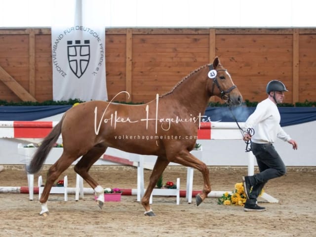 ZfdP Körung Sonntag 28