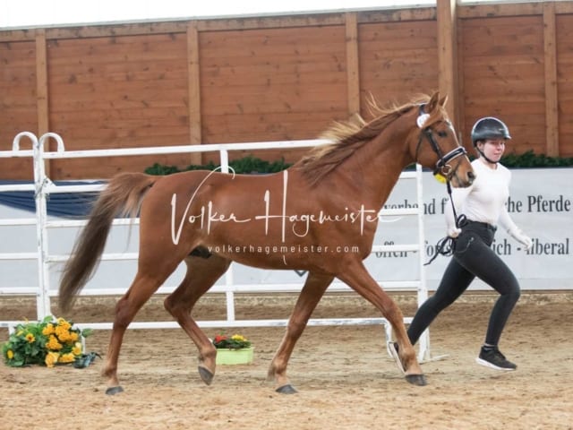 ZfdP Körung Sonntag 29