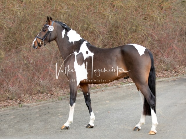 ZfdP Körung Sonntag 30