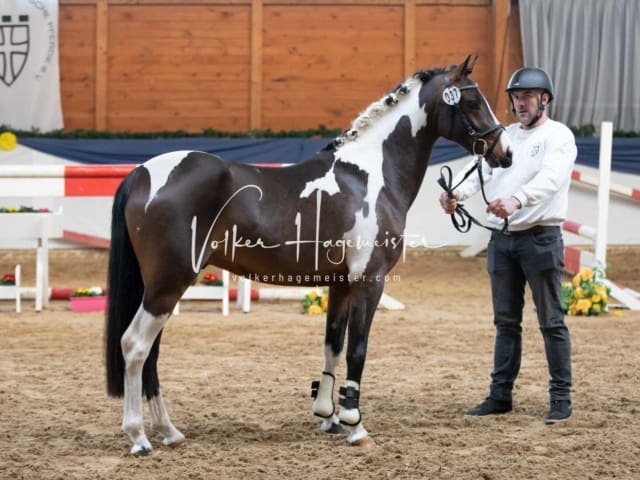 ZfdP Körung Sonntag 2