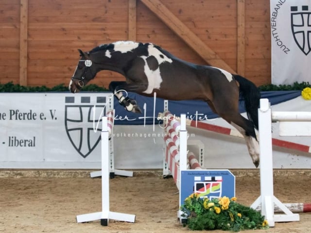 ZfdP Körung Sonntag 3