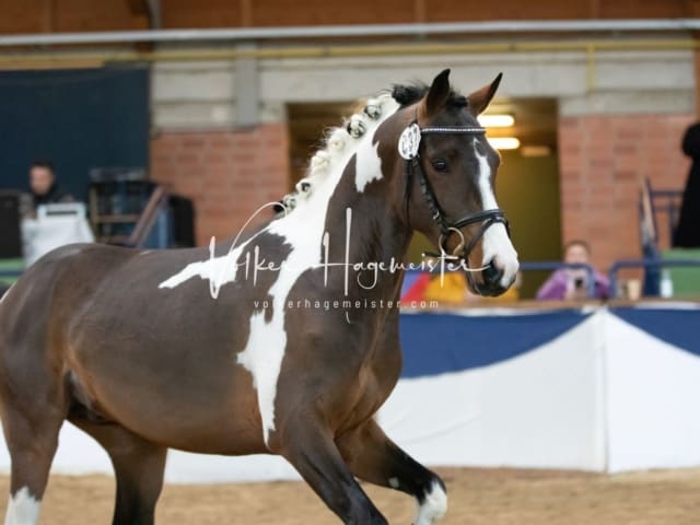 ZfdP Körung Sonntag 4