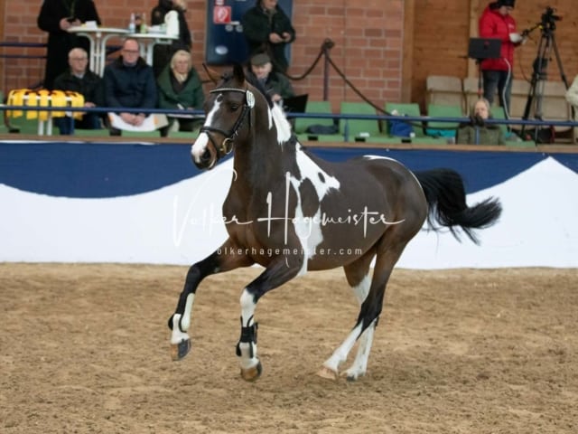 ZfdP Körung Sonntag 5