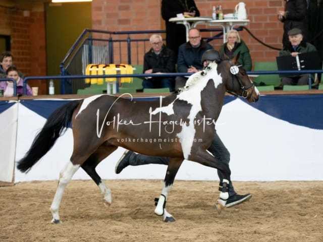 ZfdP Körung Sonntag 6
