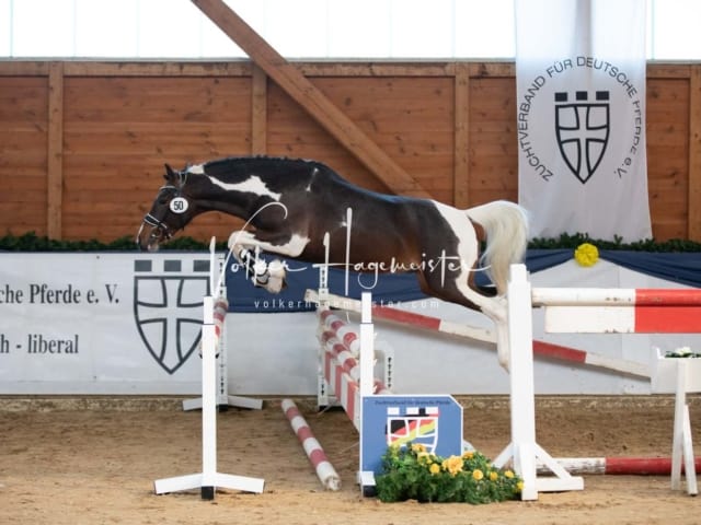 ZfdP Körung Sonntag 9