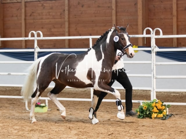 ZfdP Körung Sonntag 8