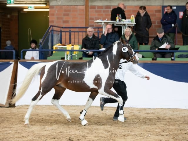 ZfdP Körung Sonntag 10