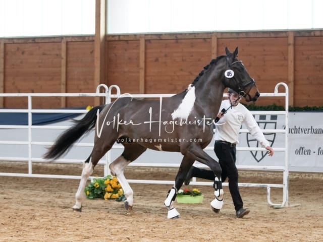 ZfdP Körung Sonntag 11