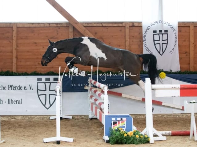 ZfdP Körung Sonntag 12