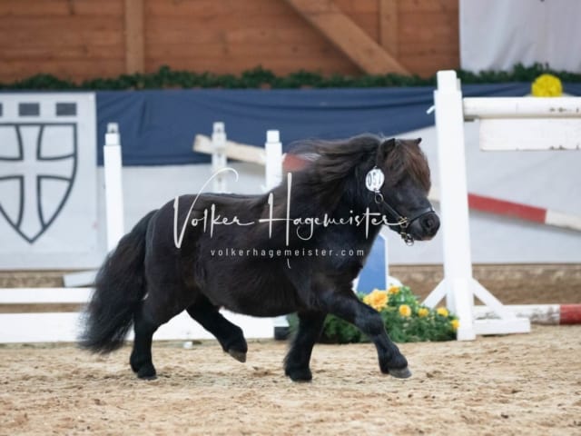 ZfdP Körung Sonntag 18