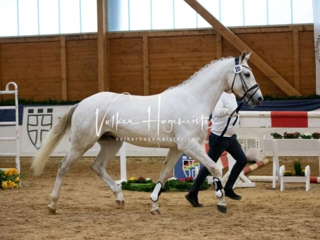 ZfdP Körung Samstag 2