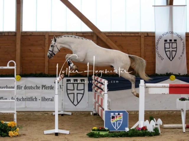 ZfdP Körung Samstag 3