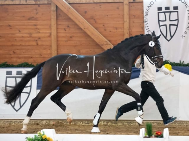 ZfdP Körung Samstag 5