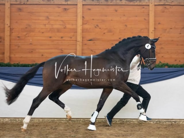 ZfdP Körung Samstag 6